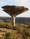 Dragon Blood Tree (Dracaena cinnabari)