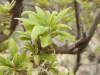 Close-up Leaves Fruits Lannea