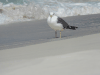 Lesser Black-backed Gull (Larus fuscus)