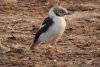 White-crested Helmetshrike (Prionops plumatus)