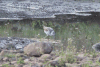 Common Greenshank (Tringa nebularia)