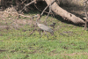 Goliath Heron (Ardea goliath)