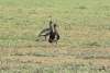 Northern Spur-winged Goose (Plectropterus gambensis gambensis)