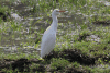 Western Cattle Egret (Bubulcus ibis ibis)