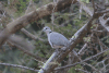 Tropical Cape Turtle Dove (Streptopelia capicola tropica)