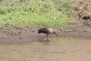 Northern Hadada Ibis (Bostrychia hagedash brevirostris)