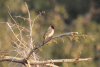 Southern Dark-capped Bulbul (Pycnonotus barbatus layardi)